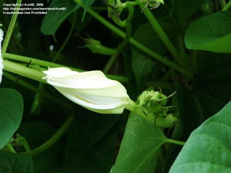 Plantfiles Pictures Ipomoea Species Moonflower Moon Vine Giant