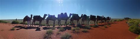 Western Simpson Desert Trek | Outback Camel Company