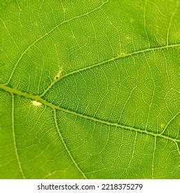 Background Image Green Oak Leaf Veins Stock Photo 2218375279 | Shutterstock