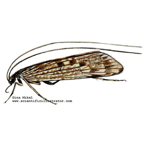 Caddisfly