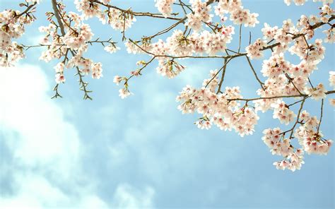 Spring blooms wallpaper | 2880x1800 | #31838