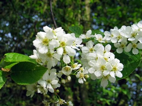 Bird Cherry Hedging Plants Prunus Padus 3 4ft