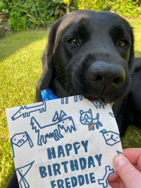 Happy Birthday Black Lab Puppy