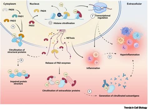 Insights Into Peptidylarginine Deiminase Expression And Citrullination