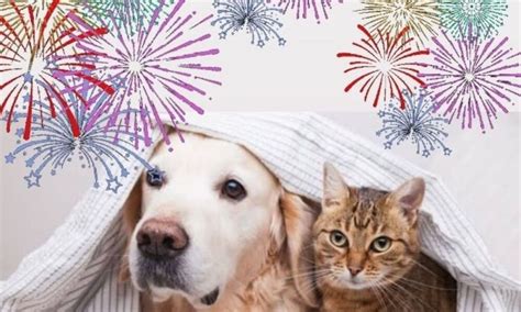 Fogos de artifícios saiba como lidar o medo dos pets na virada do