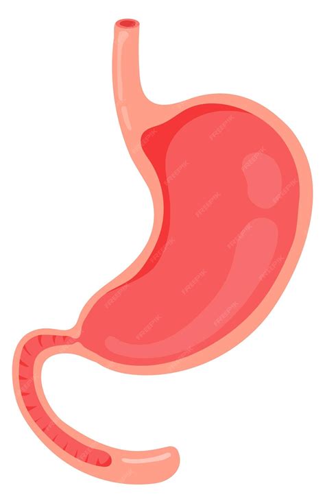 Premium Vector | Empty stomach cartoon human organ medical illustration