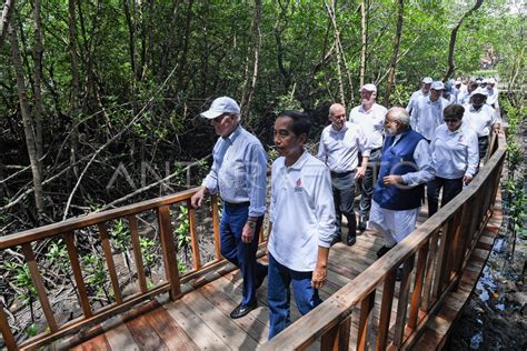 Penanaman Mangrove G Di Tahura Ngurah Rai Bali Antara Foto