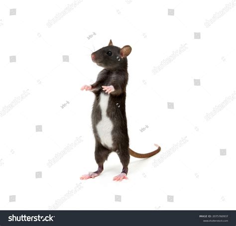 16169 Standing Mouse Images Stock Photos And Vectors Shutterstock