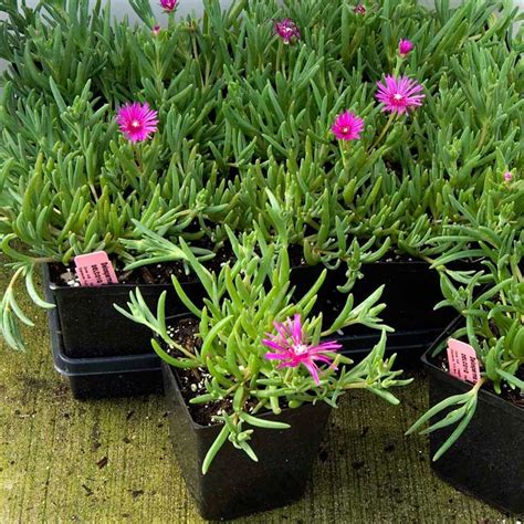 Ice plant ground cover – Artofit