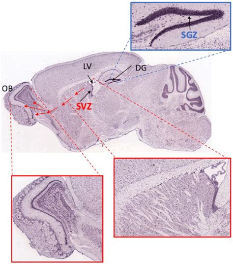 Adult Neurogenesis And The Promise Of Adult Neural Stem Cells Hiyaa S