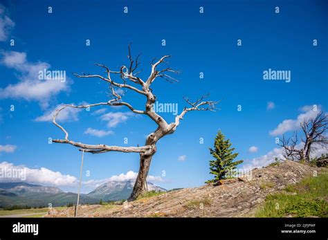 The Famous Burmis Tree In Crowsnest Pass Alberta Canada Stock Photo