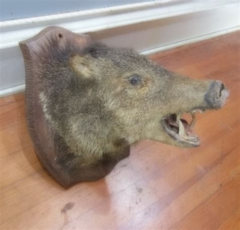 Vintage Feral Pig Hog Razorback Boars Head Taxidermy Wild Pig Preserved Head Man Cave Decor ...