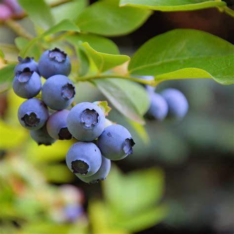 Blueberries
