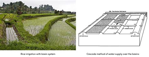 Border Irrigation