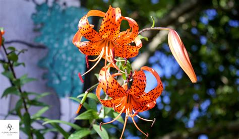 Meaning Of Flower Quantity At Joan Currie Blog