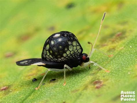 Cairns Insect Photography Tour Of Cairns Botanic Gardens Getyourguide