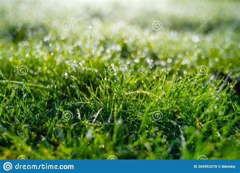 Orvalho Na Grama Ao Amanhecer Sol Brilhante E Plantas Frescas Imagem