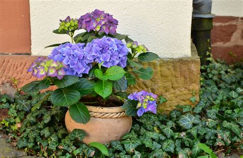 Fotos gratis flor botánica flora hortensia cangilón Flores