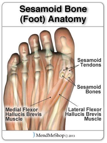 Great Toe Anatomy - Anatomical Charts & Posters