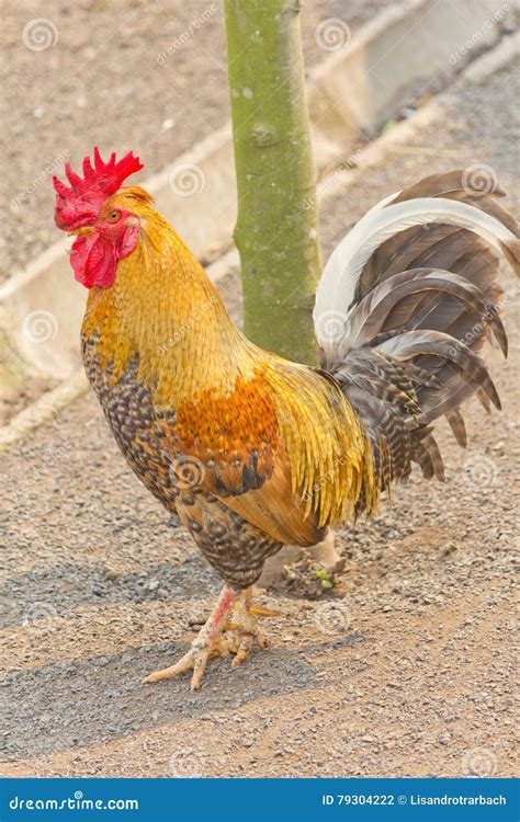 A Dirty Golden Cockerel Walking In The Farm Stock Photo Image Of