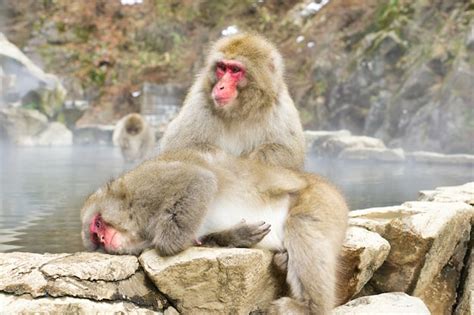 Premium Photo Jigokudani Monkey Park Unique Experience With The Natural Hot Spring