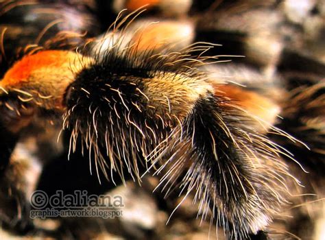 Photographis Brachypelma Smithi Mexican Red Kneed Tarantula Moulting