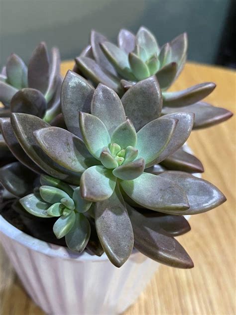 Graptopetalum Paraguayense Succulent Potted Plants In Cm Ceramic Pot