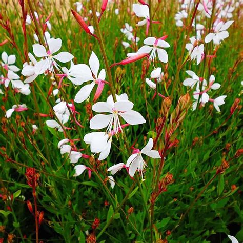 Gaura Lindheimeri Karalee White Syn Oenothera Middleton Nurseries