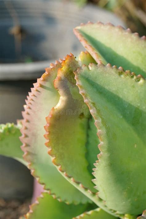 Planta H Brida De Kalanchoe No Jardim Da Natureza Imagem De Stock