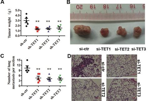 Knockdown Of Tet Inhibits Crc Growth And Metastasis In Vivo A Sw