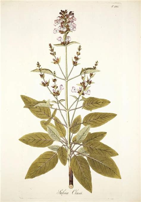 Over 1000 Free Botanical Vintage Prints Herbariums Nel 2024