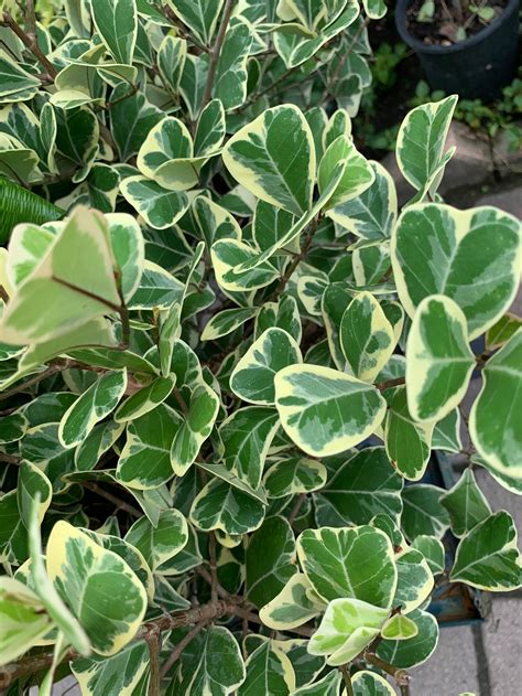 Ficus Variegated Variegata 6 Pot Dwarf Triangularis Fig Plant Etsy