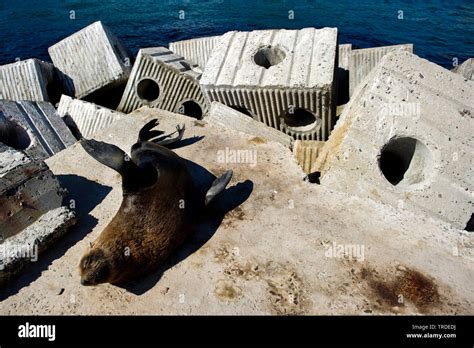 South African Fur Seal Cape Fur Seal Arctocephalus Pusillus Pusillus