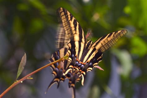 Three Tailed Swallowtail Papilio Pilumnus Bugguide Net