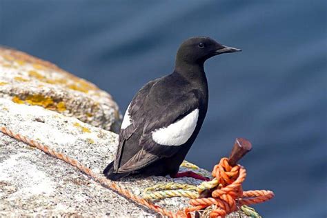 21 Wild Animals in Ireland [Wildlife in Ireland] - Kevmrc