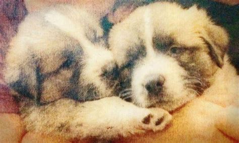 Saint Pyrenees Puppies (1/2 Saint Bernard X 1/2 Great Pyrenees) for ...