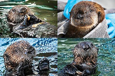 Sea Otter Pups | Babies! | Aquarium of the Pacific