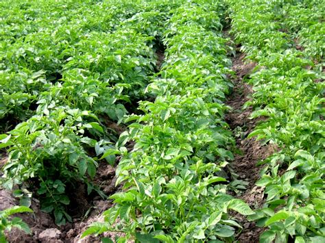 8 TIPS FOR POTATO FARMING IN AFRICA