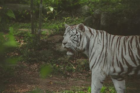 White Tiger · Free Stock Photo