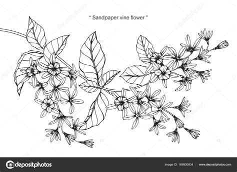 Black And White Flower Vine Drawing | Best Flower Site