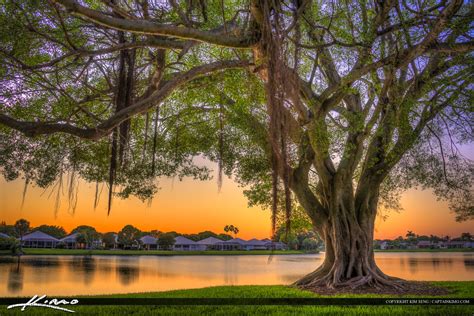 After Sunset Underneath Banyan Tree at Lake