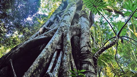 La Importancia De La Conservación De Las áreas De Pueblos Indígenas