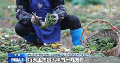 春节“菜篮子” 稳定蔬菜生产 提升供应能力