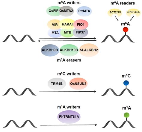 Rna