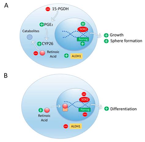 Biomolecules Free Full Text Two Opposing Faces Of Retinoic Acid