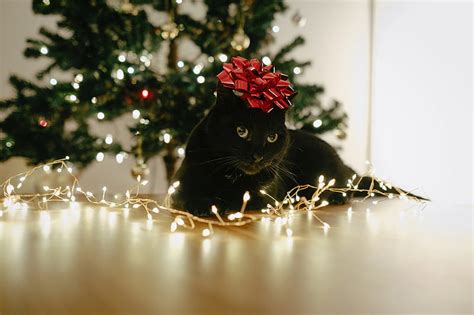 Lindos gatos que están listos para las vacaciones gato negro navidad