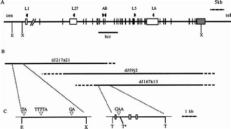 A Diagram Of The Mll Gene Vertical Lines And Open Boxes Represent