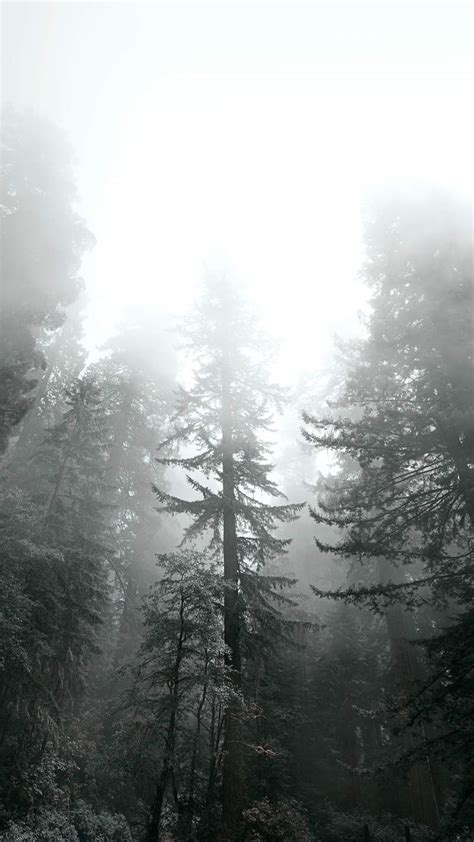 Redwood Forest Images | Free Vectors, PNGs, Mockups & Backgrounds ...