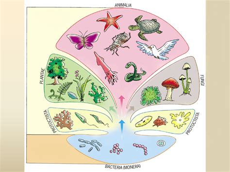 Reinos Biol Gicos Reinos Biol Gicos