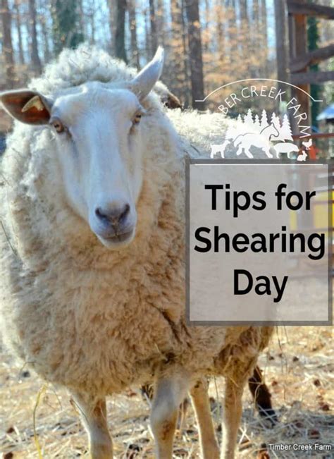 Shearing Sheep - Tips for shearing day- Timber Creek Farm